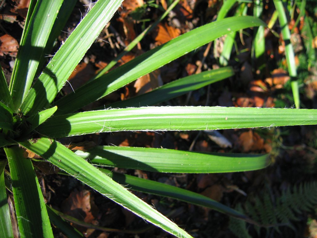 Luzula sylvatica